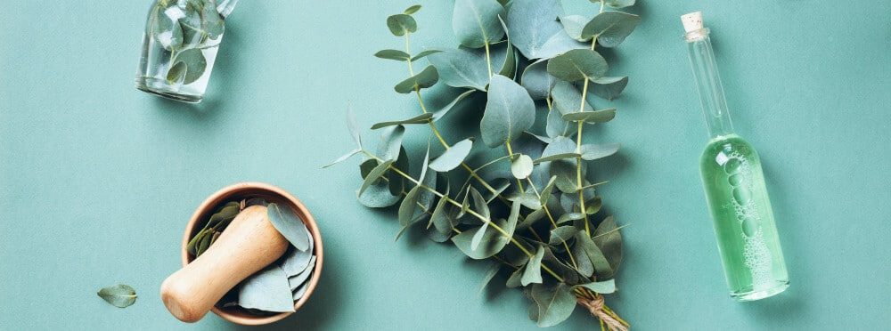 huile essentielle efficace contre ronflement eucalyptus huile essentielle efficace contre ronflement eucalyptus